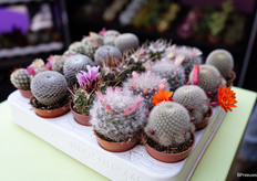 Prachtige bloemen uit deze cactussen