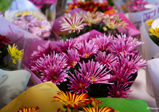 Nieuwe potchrysant in het assortiment bij Gebr. Nederpel