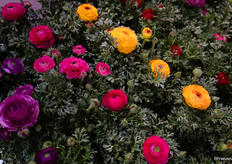 Pot ranunculus van Montis