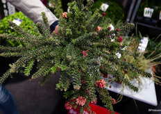 Greavilliea Mount Tamboritha van een van zijn Italiaanse kwekers