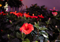 Hibiscus van Peeters Potplanten