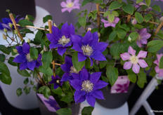 Het seizoen van Clematis Boulevard gaat begin week 16 van start