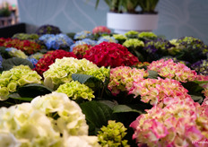 Hortensia's van Kwekerij Meeslouwer