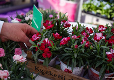 Nieuwe Carnelia Red and Proud van Kwekerij de Rijke