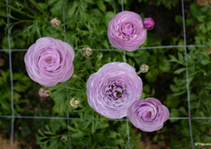 Ranunculus Romance Gascogne