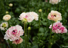 Ranunculus Brushmark Cesar