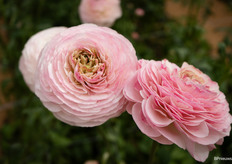 Ranunculus Supreme light pink