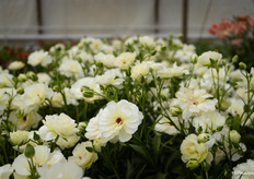 Ranunculus Butterfly Ninos