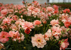 Ranunculus Butterfly Eris
