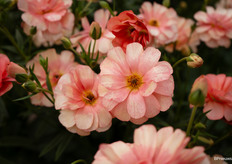 Nog een closeup van de bijzondere kleuren