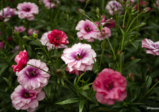 Ranunculus Butterfly Thiva