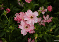 Ranunculus Butterfly Isis