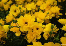 Ranunculus Butterfly Artemis