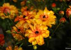 Ranunculus Butterfly Phosphorus met een haast parelmoer laagje