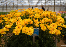 Ranunculus Butterfly Minerva