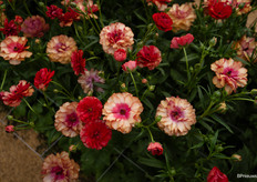 Ranunculus Butterfly Musa