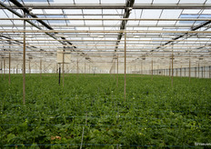 Een kijkje in de nieuwe kas van Monarch Flowers