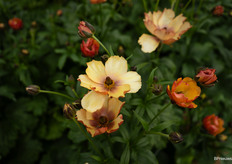 Ranunculus Butterfly Uranus