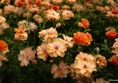 Nog geen naam, maar wel een prachtige Ranunculus Butterfly