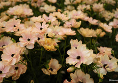 Ranunculus Butterfly Hestia