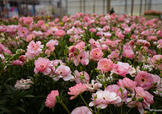 Ranunculus Butterfly Venus