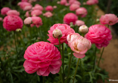 Ranunculus Supreme Pink
