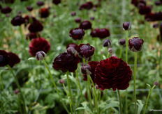 Ranunculus Romance Perigord, bijna zwart van kleur