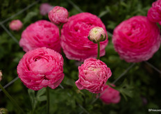 Ranunculus Romance Louise