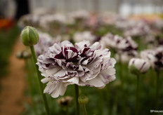 Ranunculus Brushmark Estrada, de Amerikaanse bezoekers wilden maar al te graag een bos hiervan mee naar huis nemen