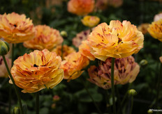 Ranunculus Brushmark Verona
