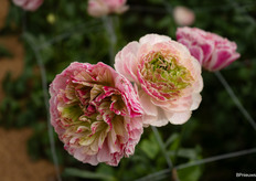 Ranunculus Koi Fish Seclin