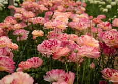 Ze lijken toch bijna niet echt?