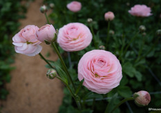 Ranunculus Romance Seine
