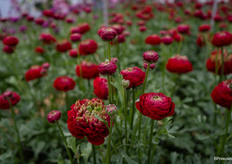 Ranunculus Romance Odon