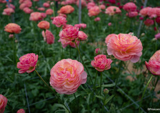 Ranunculus Romance Nohant