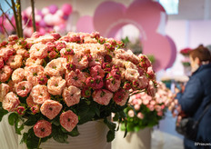 'Fancy' van van der Hulst Rozenkwekerijen