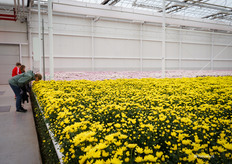 Even ruiken aan de Chrysanten :)