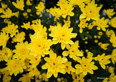 If you like Pina Colada...