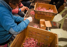 Het ziet er simpel uit, maar doe dit maar eens twee dagen lang. Het steken van de hyacintenbloemetjes.