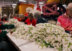 De hyacinten die in recordtijd gekopt zijn, wel 3000 kratten voor het corso