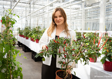 Viktoriia Taranenko van Prudac laat deze nieuwe peperplant zien