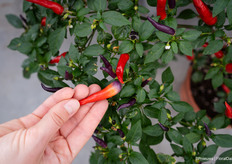 Met pepers die veranderen van kleur