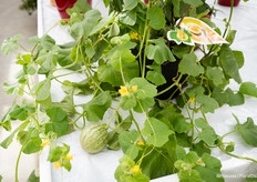 Honey drops mini melon, hoe leuk om dit meloentje in de zomer te serveren met een bol ijs er in?