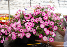 Waaronder deze rijkelijk bloeiende en weerstolerante Petunia: Garden Supreme Radiant Rose