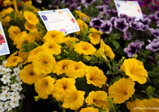 En Sanguna Deep Yellow, een gele petunia. Iets wat eerder niet bestond.