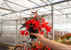 Rode hangbegonia Bossa Nova met diep donker blad