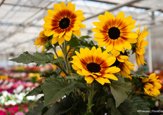 En nog een highlight: de Sunfinity serie, zonnebloemen die wel tot 3 maanden lang bloemen geven en blijven doorbloeien. Voor de retail is deze zonnebloem erg populair.