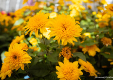 En Sunfinity Double Yellow, de grootste introductie met een hele bijzondere bloem, het lijkt bijna geen zonnebloem meer.