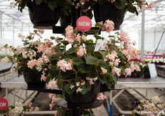 Een van de introducties is de Wookie Pink Splash en de Wookie White Splash