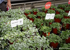 Naast de Dichondra Silver Surfer heeft Benary nu de Dichondra Green Surfer geïntroduceerd